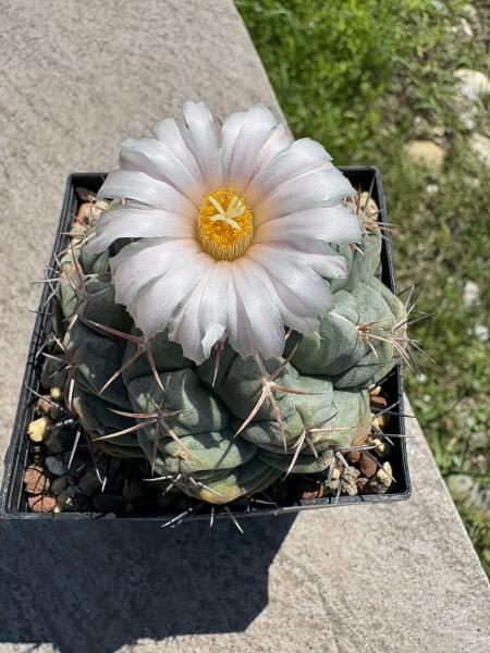 Thelocactus hexaedrophorus
